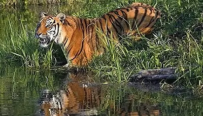 Sundarban Travel Package