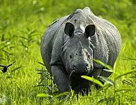 Kaziranga National Park