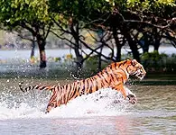 Sundarban